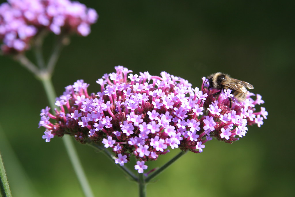 Bee on Verbena Bonariensis Verbena bonariensis, a nice flo… Flickr