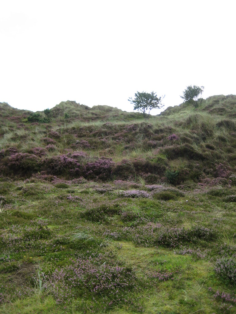 Dune heath, Murlough Nature Reserve The dunes are formed b… Flickr