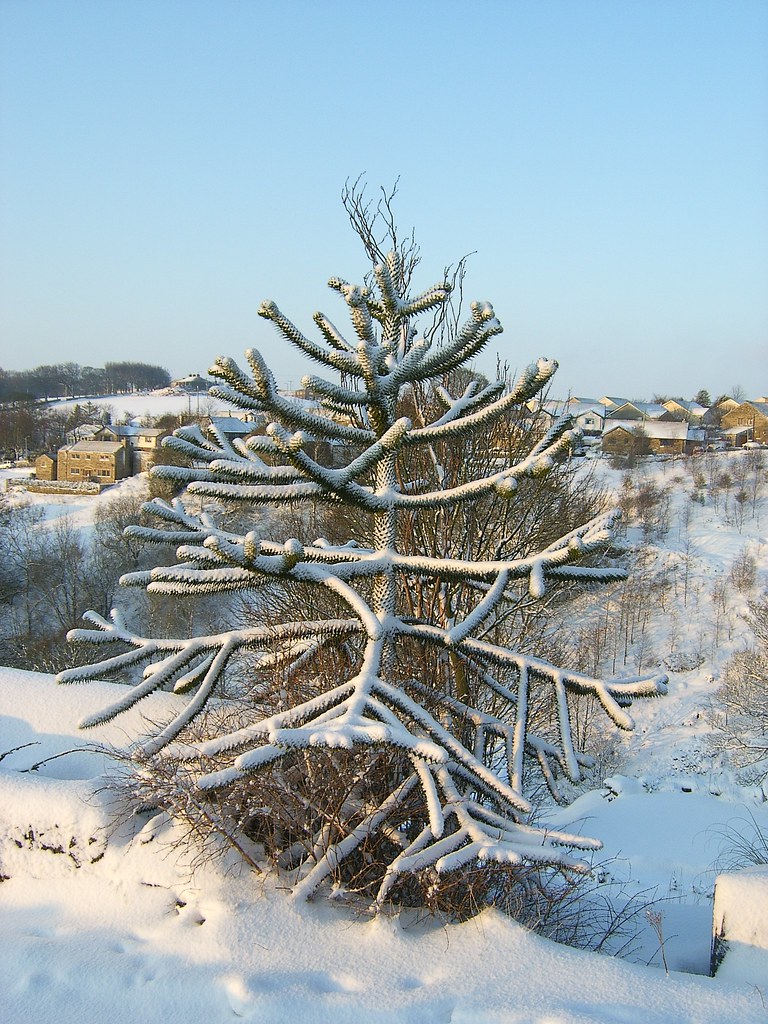 Monkey Puzzle Long Lane, Queensbury Rob Glover Flickr