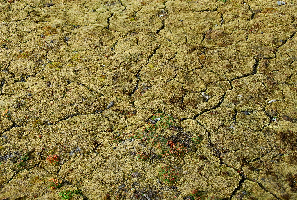 cracked and spongy ground robyn waserman Flickr