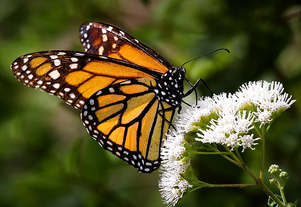 Monarch Butterfly Feeding on Nectar Photographed at Fairch… Flickr