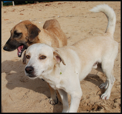 The Dogs of Puerto Rico Sometimes when you're walking on p… Flickr