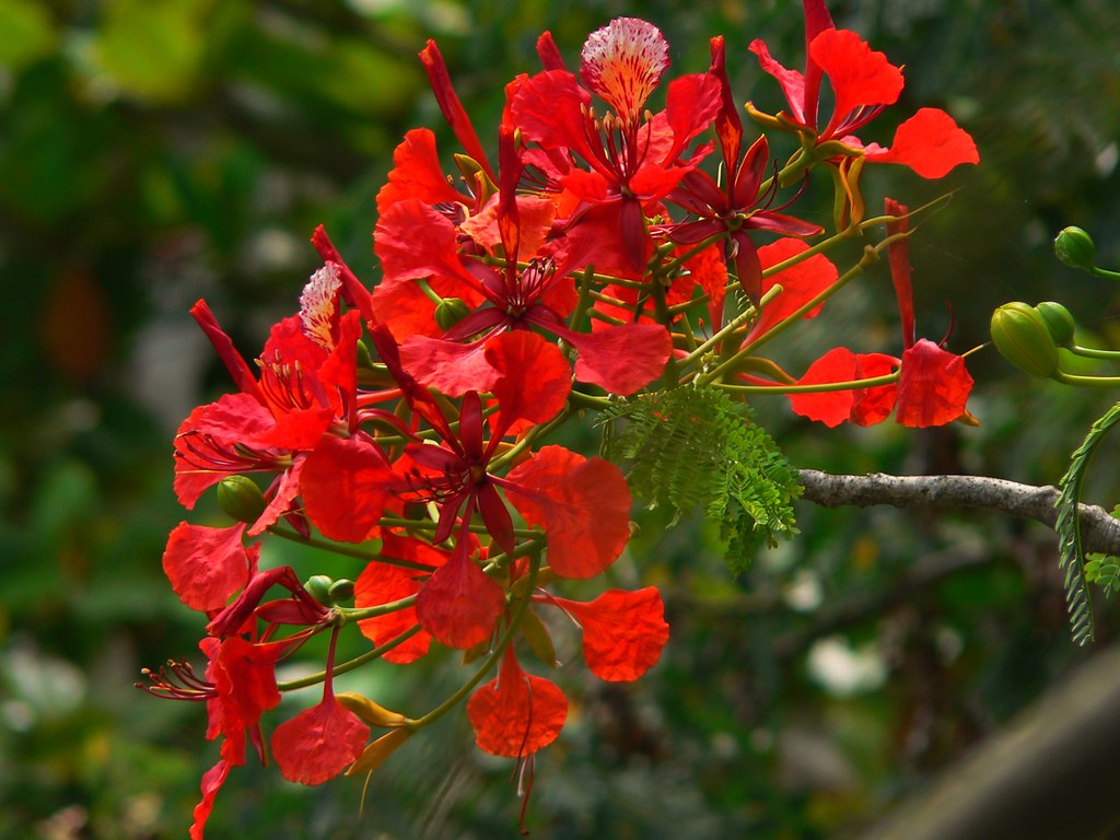 Ghana Flowers Ghana Barbara Small Flickr