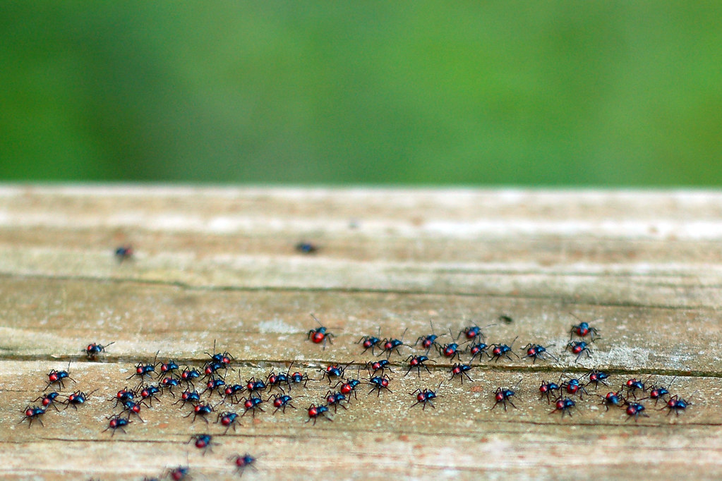 baby ladybugs 60 of them ) Christina007 Flickr