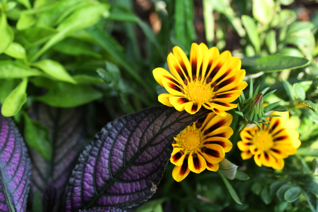Brown, orange, yellow daisy Colorful yellow daisy like flo… Flickr