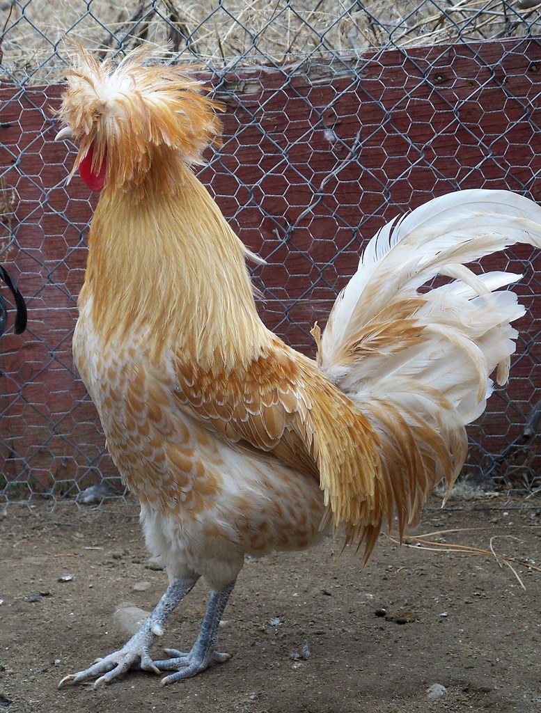 Chicken, Buff Laced Polish rooster. a photo on
