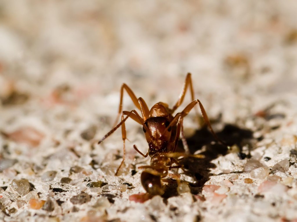 Ants fighting 872 Tiny Creatures... Pill bugs, ants eating… Flickr