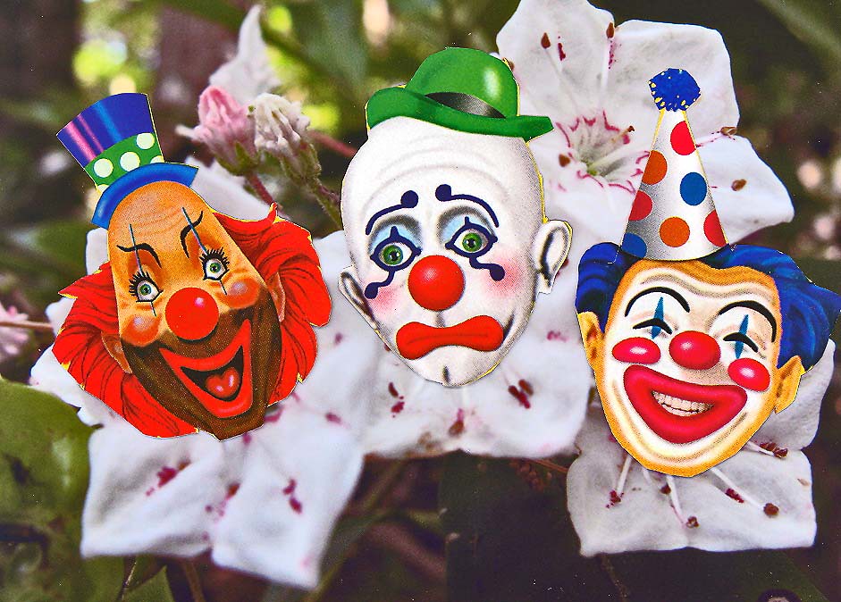 Clown Collars Original ann was right, blooming moutain lau… Flickr