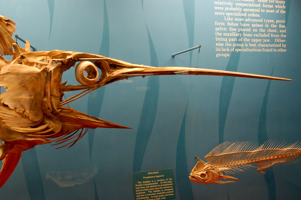 Swordfish Skeleton At the Smithsonian National Museum of N… Flickr