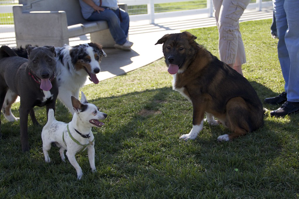 Sales Meeting Temecula Dog Park tntp45 Flickr