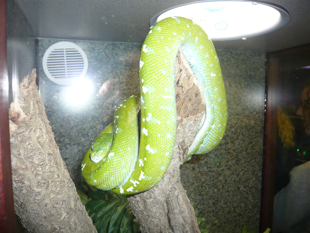 green snake Green Snake at the pet expo in Reading PA Amanda