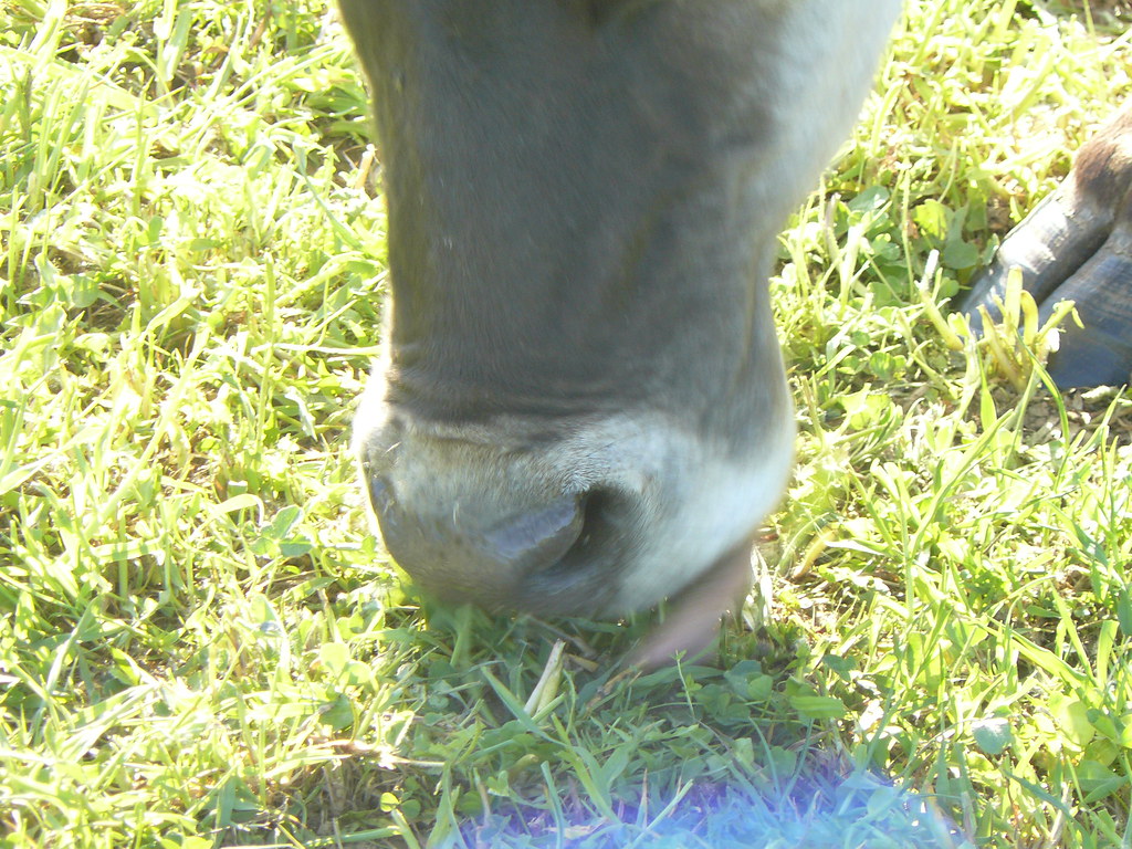 Cow Eating Grass with Tongue Kurt Morrow Flickr