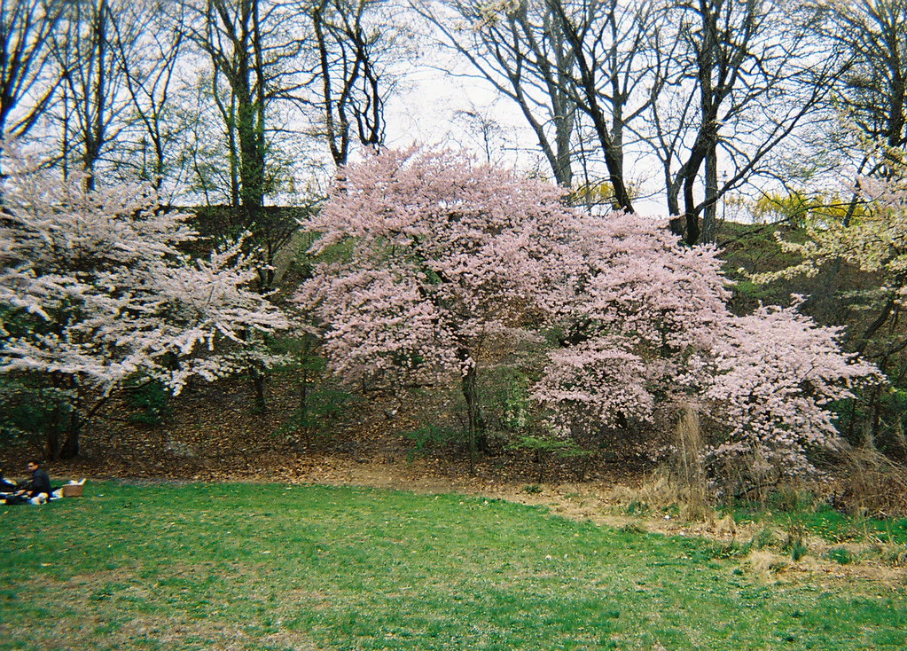 Cherry Blossom Grove This quiet grove of trees grow along … Flickr