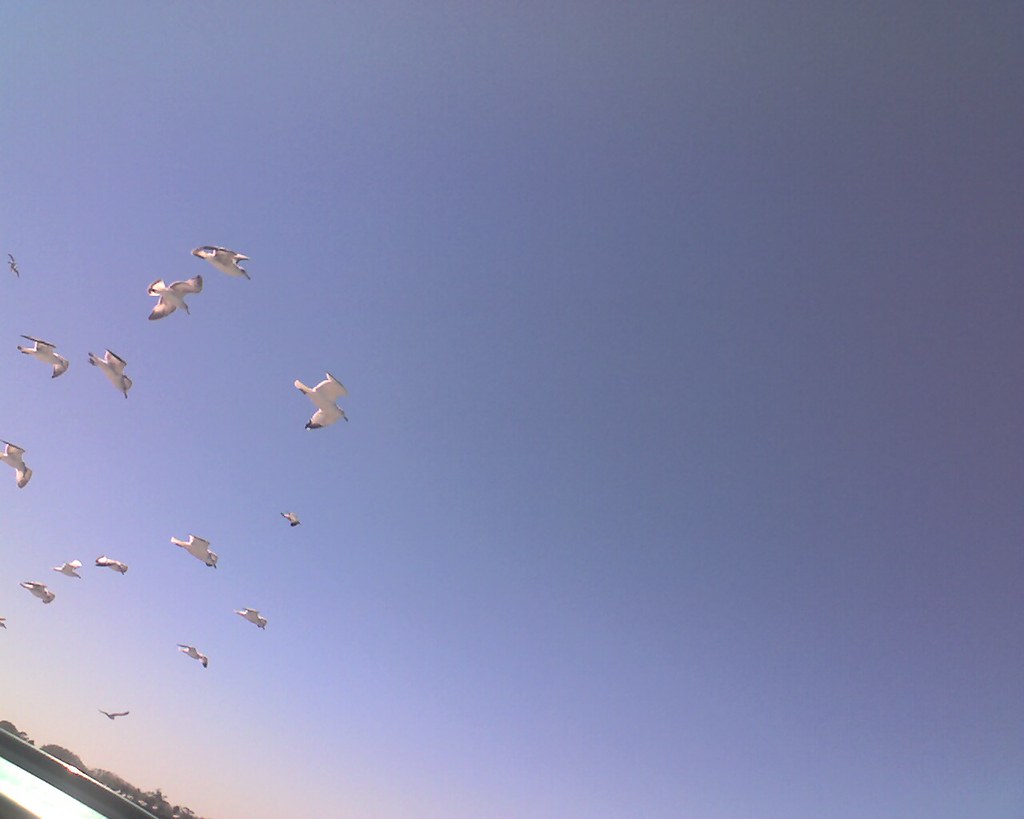 Blue Skies in Port Orange Florida Seabird Island Midori Miller Flickr