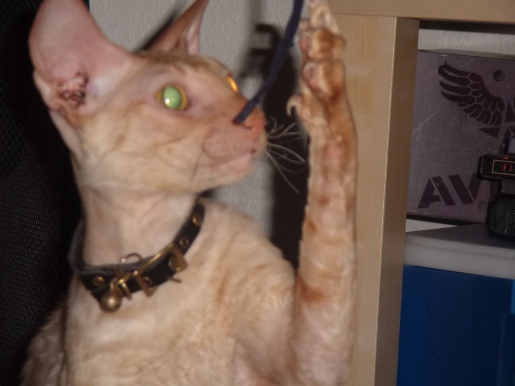 Abraham Cornish Rex Friends is looking for a foster home f… Flickr