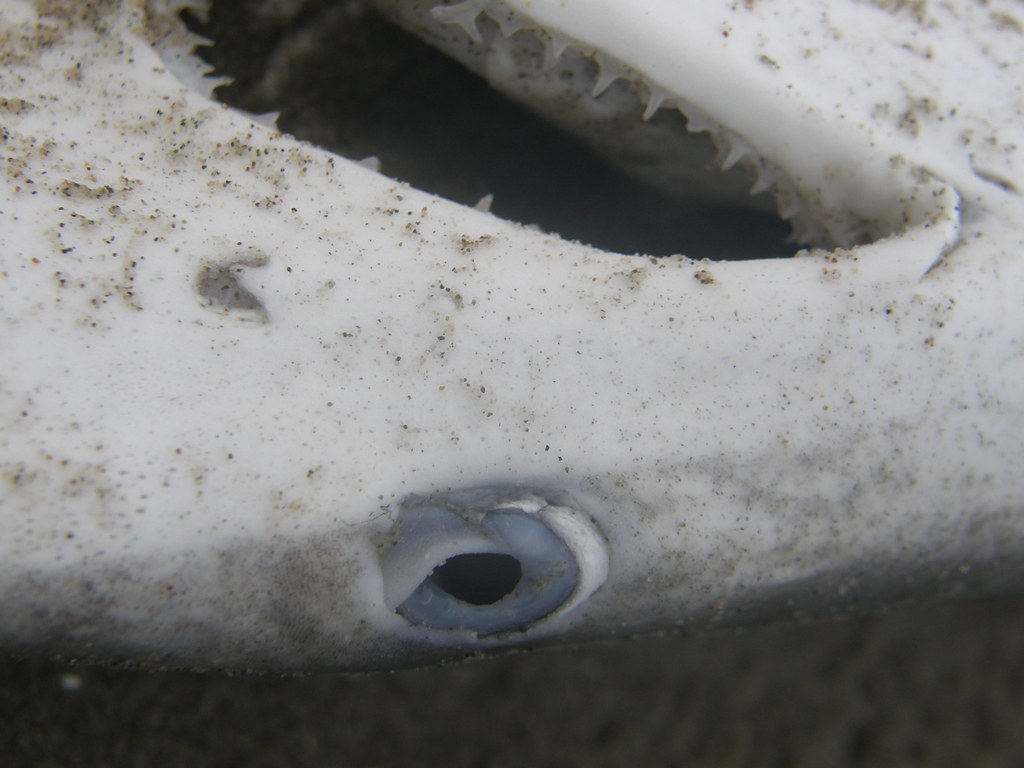 2008 West Fourchon Beach, Port Fourchon, La Shark D. … Flickr