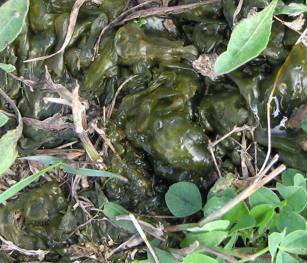 Anyone know what this is? This green slimy stuff is in my … Flickr