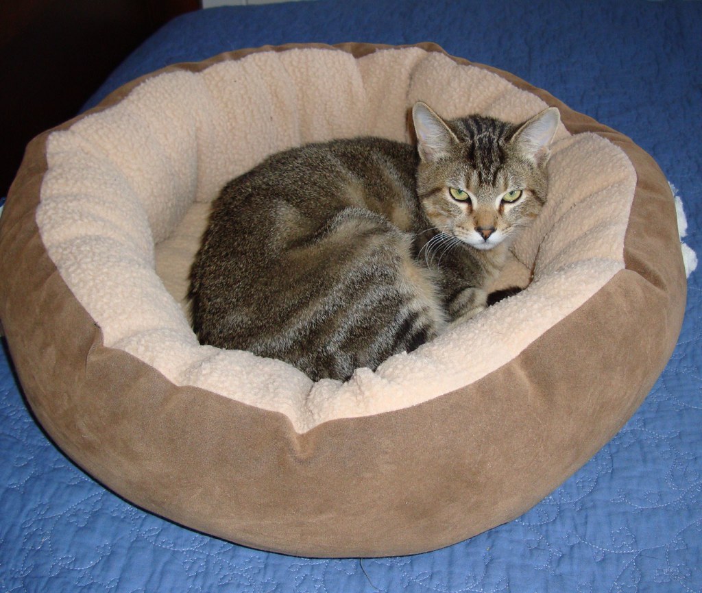 20081223 (5) Delmar in the cat bed, on the human bed. Robyn
