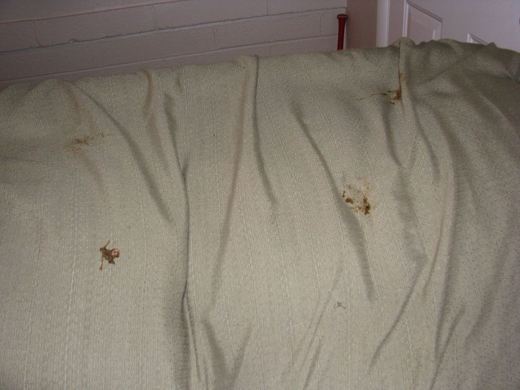 Joe Stains, steps in poop and runs straight to the couch Flickr