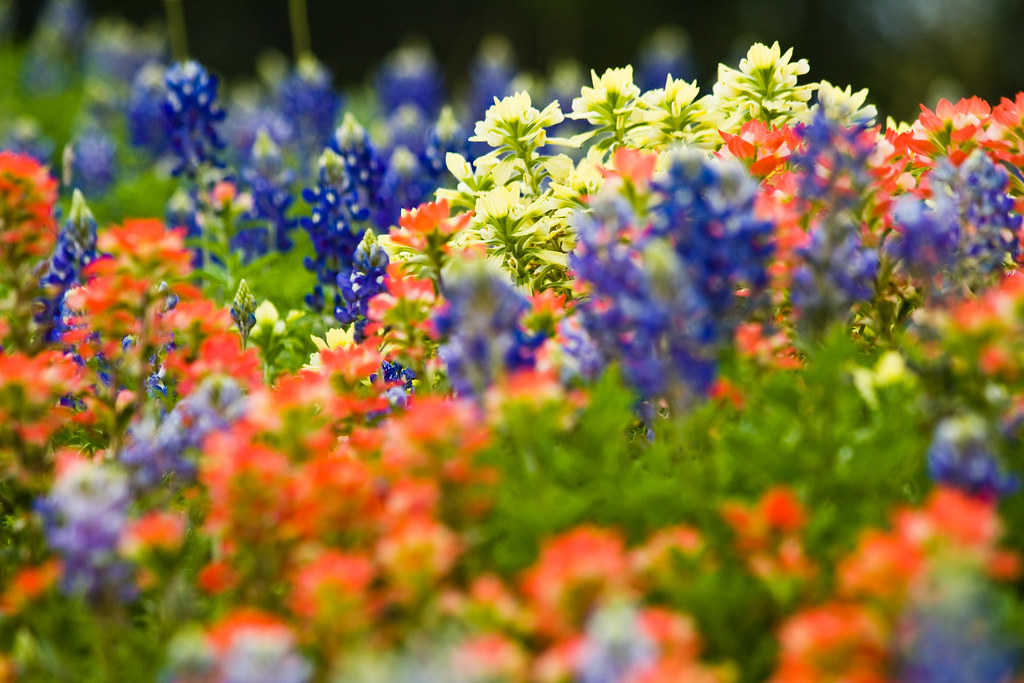 Texas Wildflowers You know spring has arrived in Austin wh… Flickr