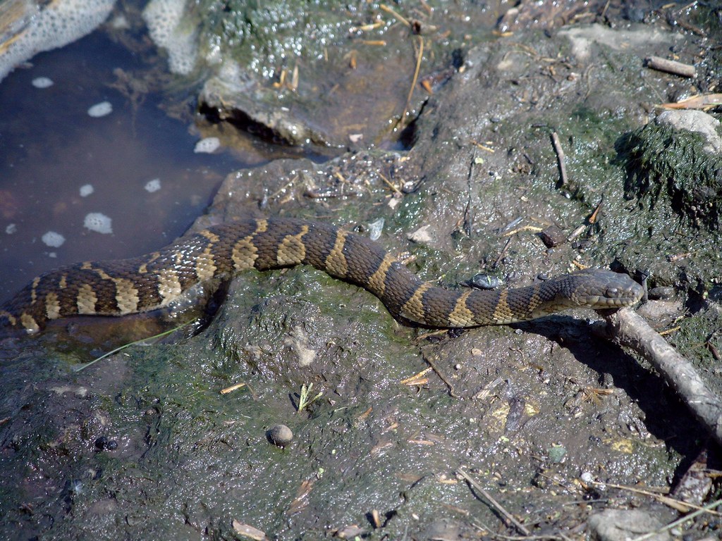 Northern Water Snake, Nerodia sipedon Maquoketa river belo… Flickr
