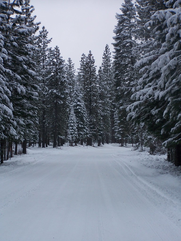 Trees and Snow Outside McCloud, CA LdyJane Flickr