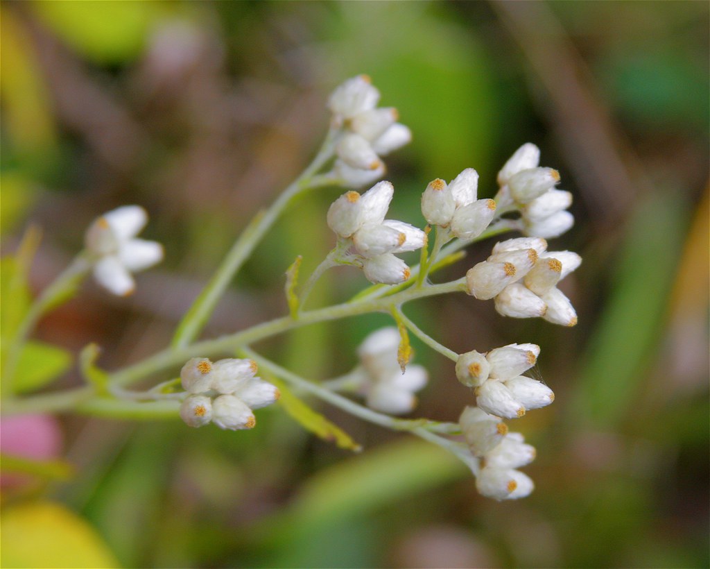 Sweet Everlasting, Cat'sfoot Gnaphalium obtusifolium Flickr