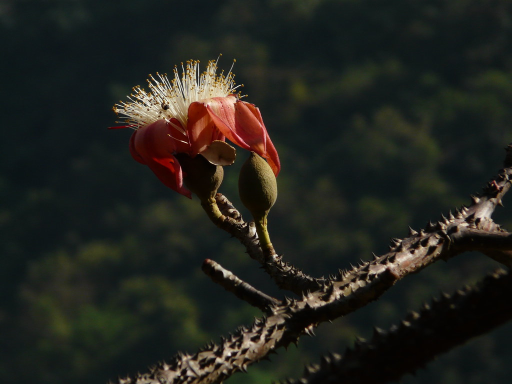 Kallilav (Malayalam: കല്ലിലവ്) | Bombacaceae (Baobab Family)… | Flickr
