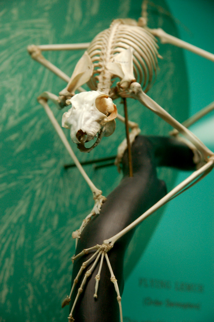 Lemur Skeleton a photo on Flickriver