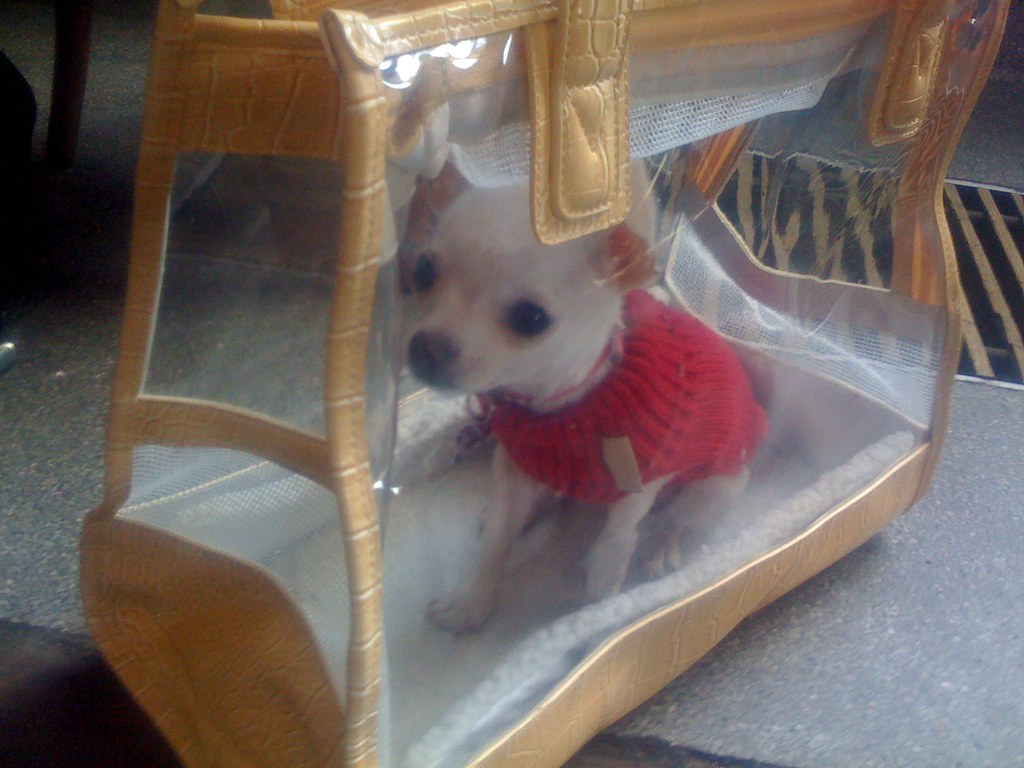 doggie bag tiny little dog in a custom made plastic bag in… Flickr