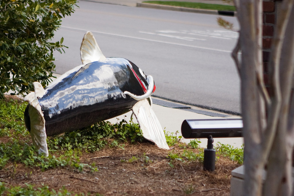 Why did the fish cross the road? mirsasha Flickr