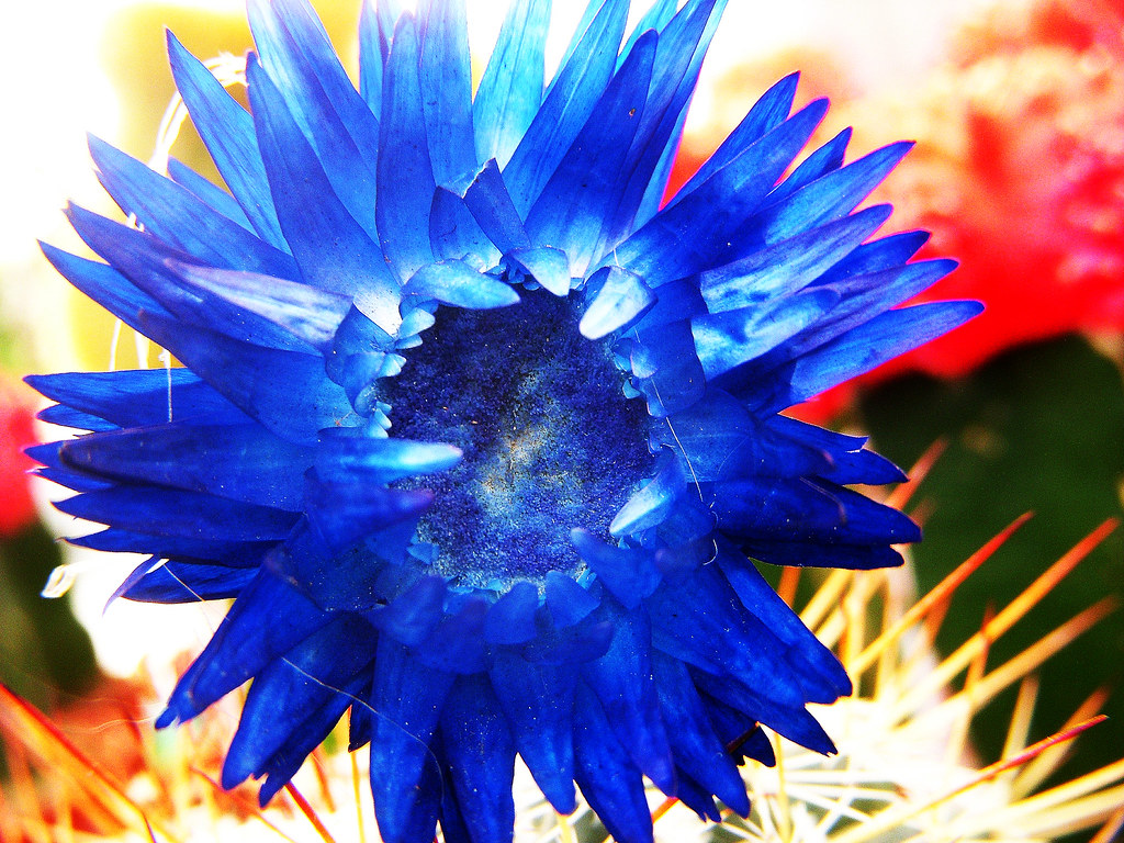 cactus flower colorful flowers "glued" to the small cactus… Flickr