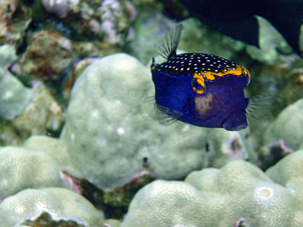 Box Fish Dan Pupius Flickr