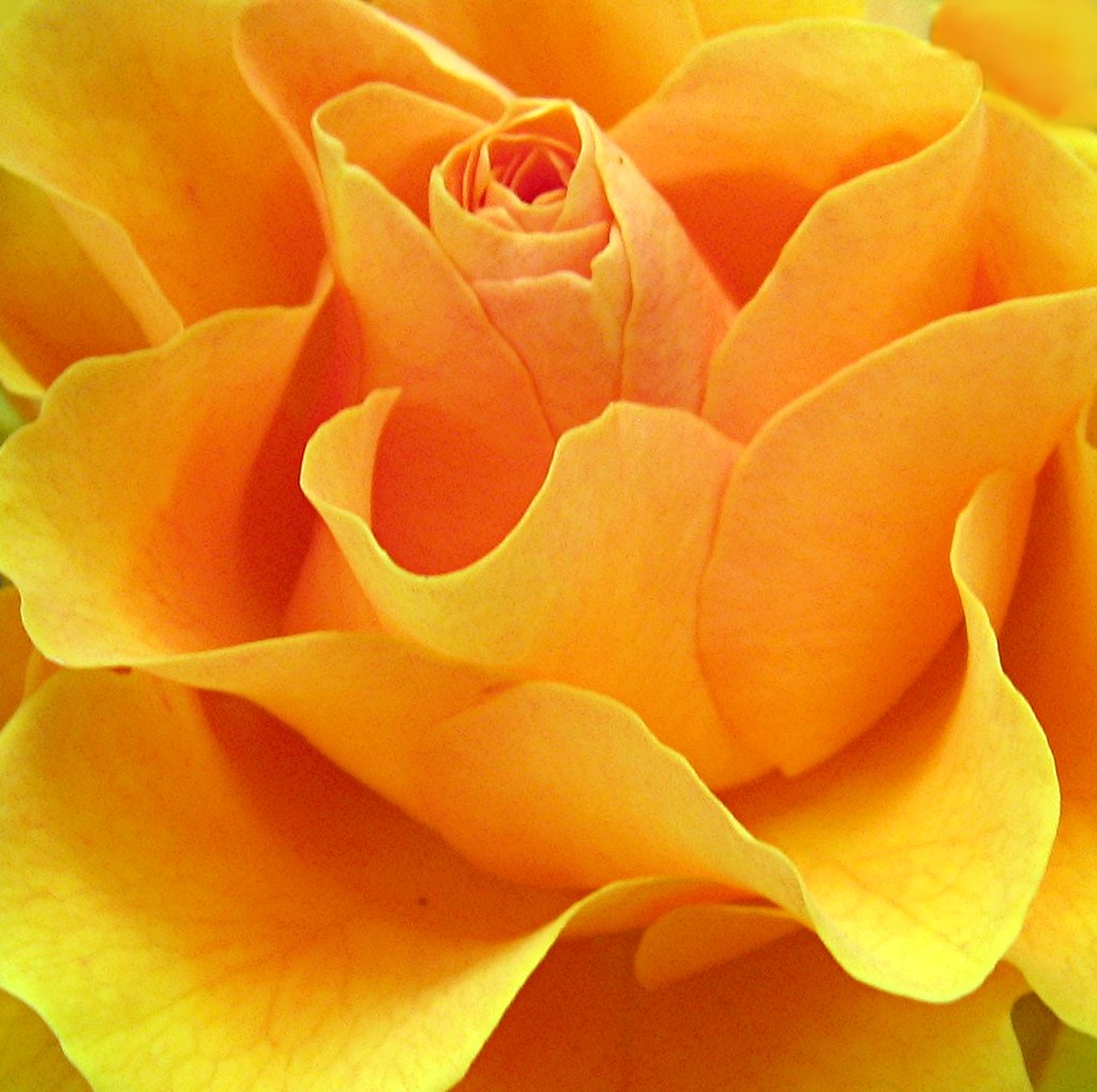 Golden Rose Flower macro A new variety brilliant colou… Flickr