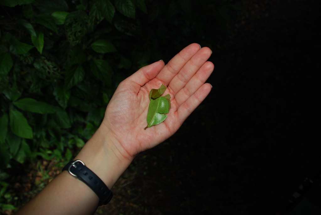 West Indian Bay Leaf At this point in the tour, Martin pul… Flickr