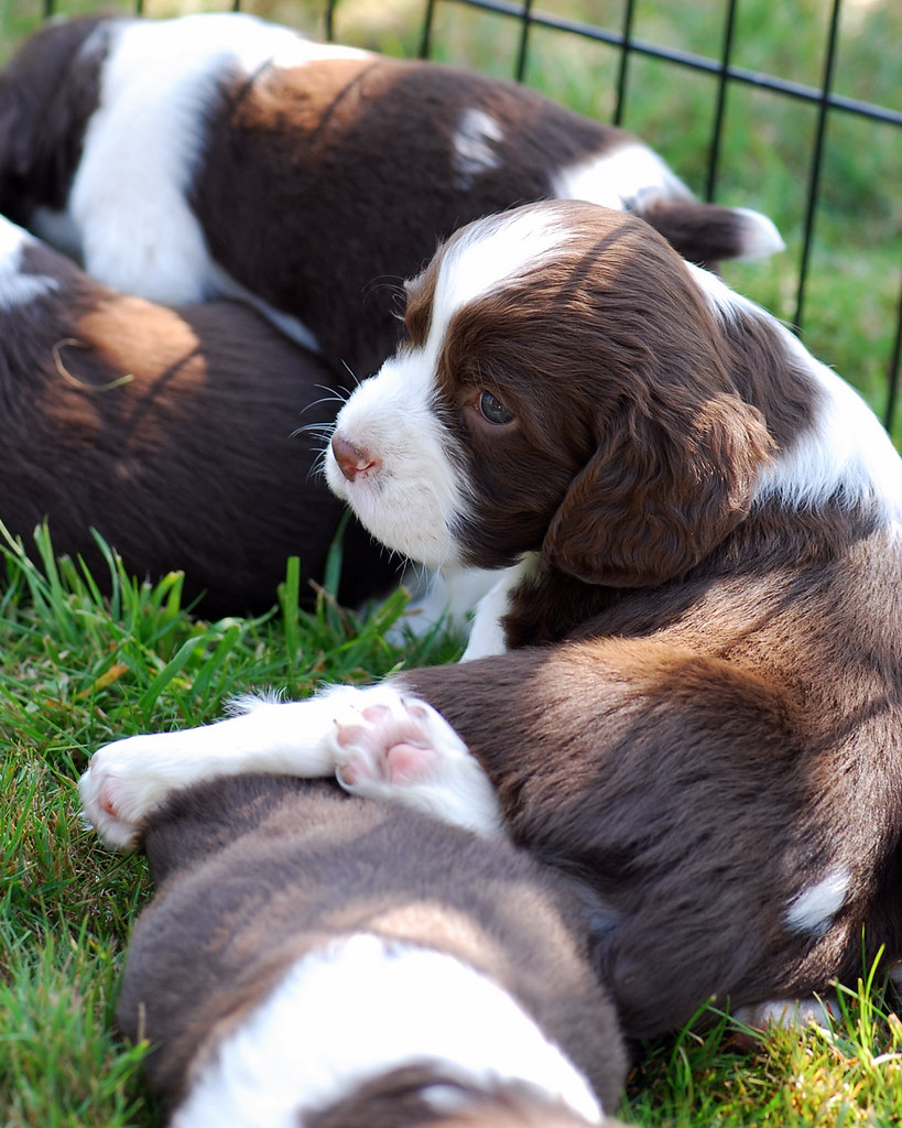 Just Chillin' Springer Spaniel Puppies, Tillamook Oregon. Jena Klees Flickr