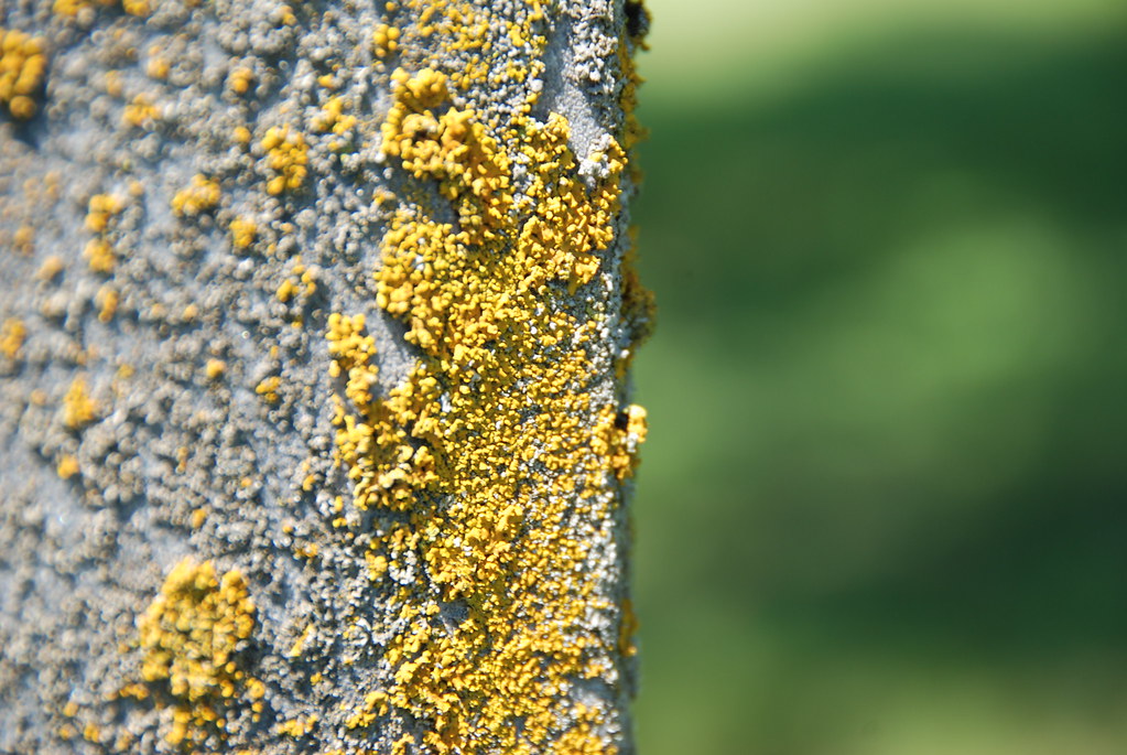 Nondairy creamer is flammable. spiderweber Flickr