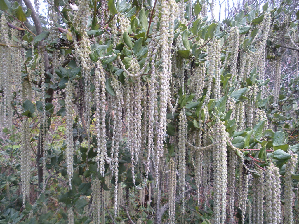 Coast Silk Tassel Garrya elliptica California Plants Gar… Flickr