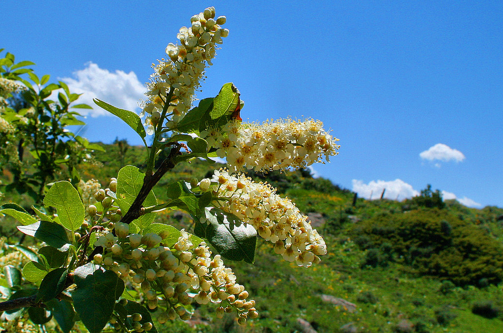 Choke Cherry Blossoms After a wet spring the choke cherrie… Flickr