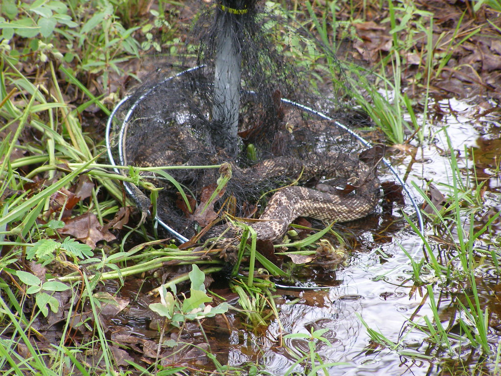 Krueger Snake Trap, made from nursery netting Snakes are a… Flickr
