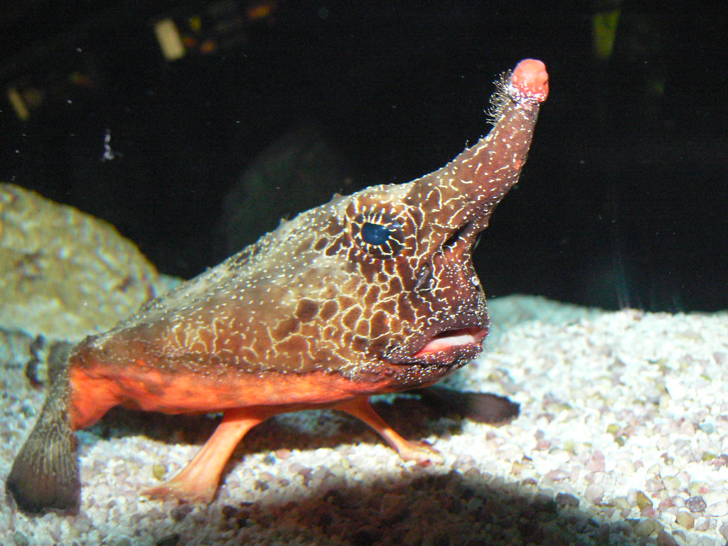 P1100778 Fishing nose Fish, this one use the long nose as … Flickr