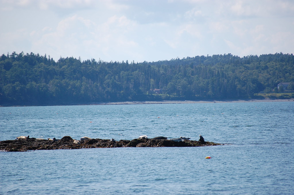 Seals Off the Coast of Bar Harbor Taken while on board the… Flickr