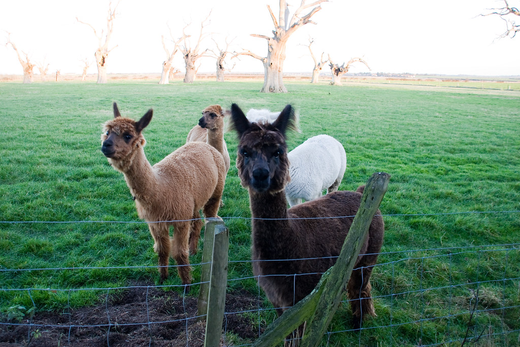 Alpaca Guard The Alpacas that guard the forest. Watch out,… Flickr