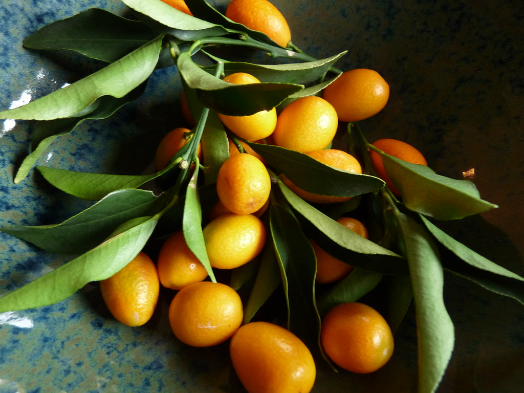 kumquat season! patricia Flickr