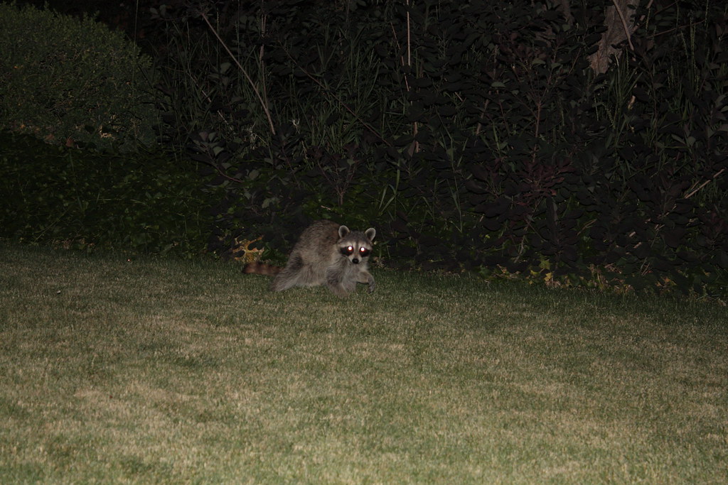backyard raccoon at night raccoon in the backyard, it's re… Flickr