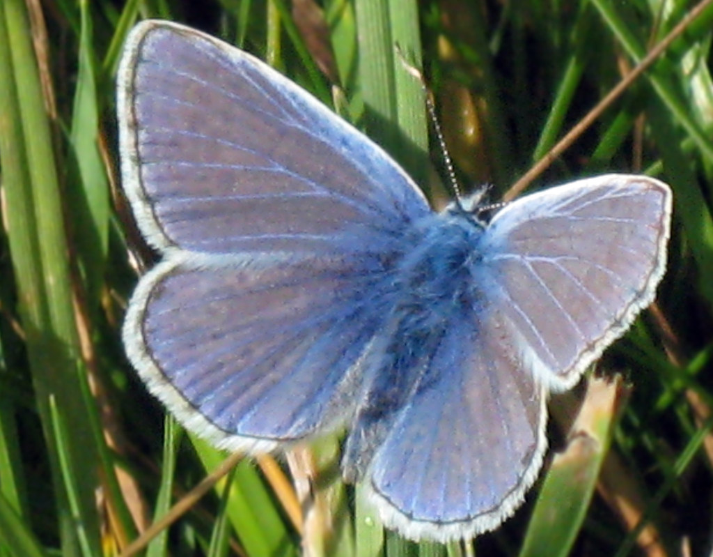 Common Blue Butterfly Latin name Polyommatus icarus Size… Flickr