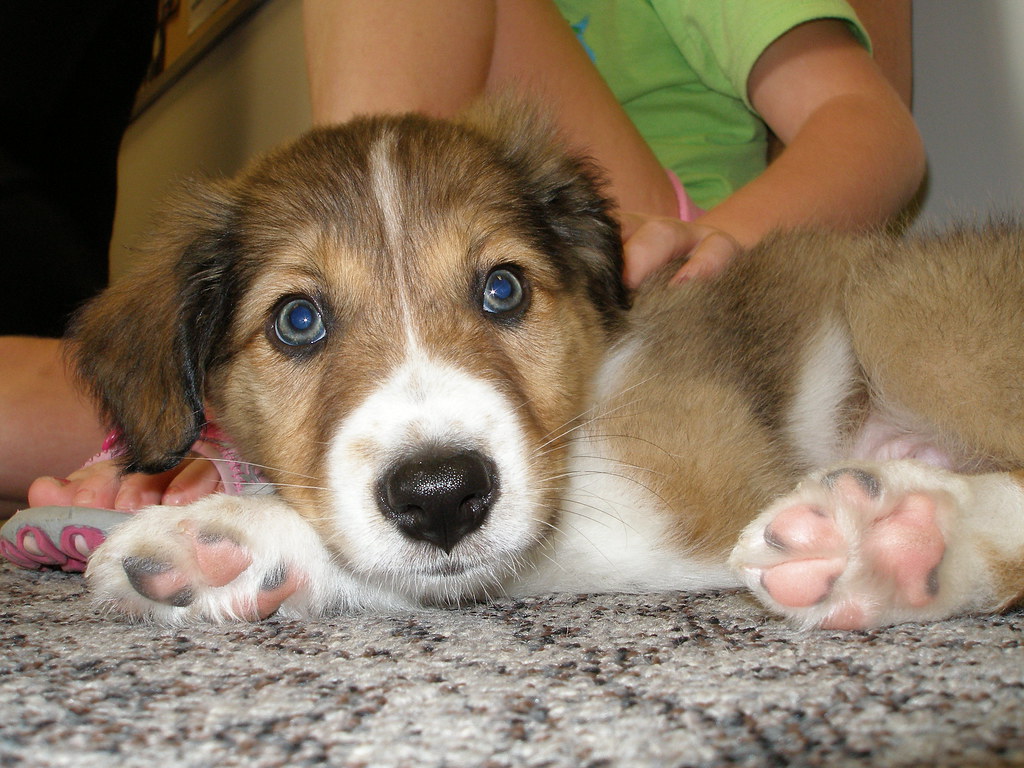 Greenland Dog Weight+Growth Chart 2024 How Heavy Will My Greenland