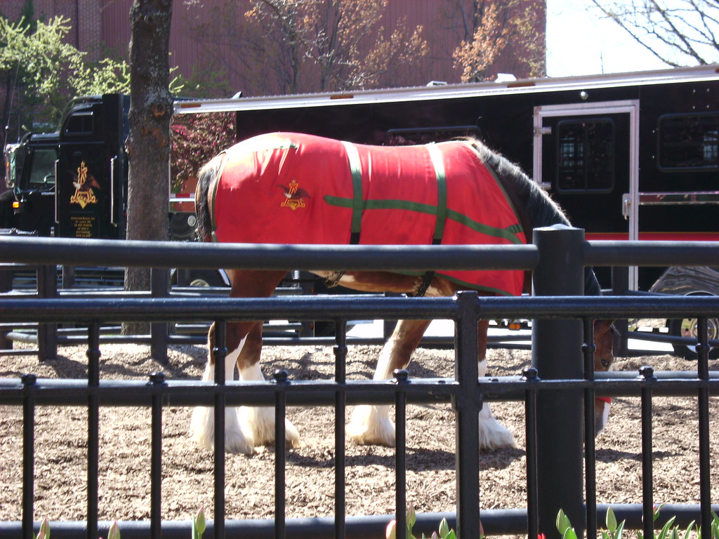 Clydesdales Horses on the AB tour. jalehf Flickr