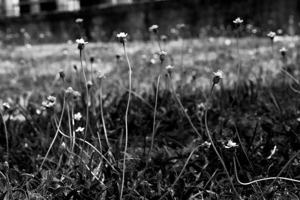 Even weeds can be pretty when their flowers are in full bl… Flickr
