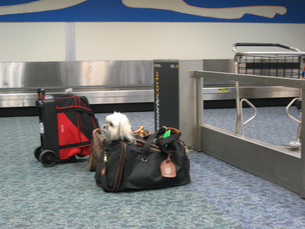 Dog In A Bag I saw this doginabag in the baggage claim … Flickr